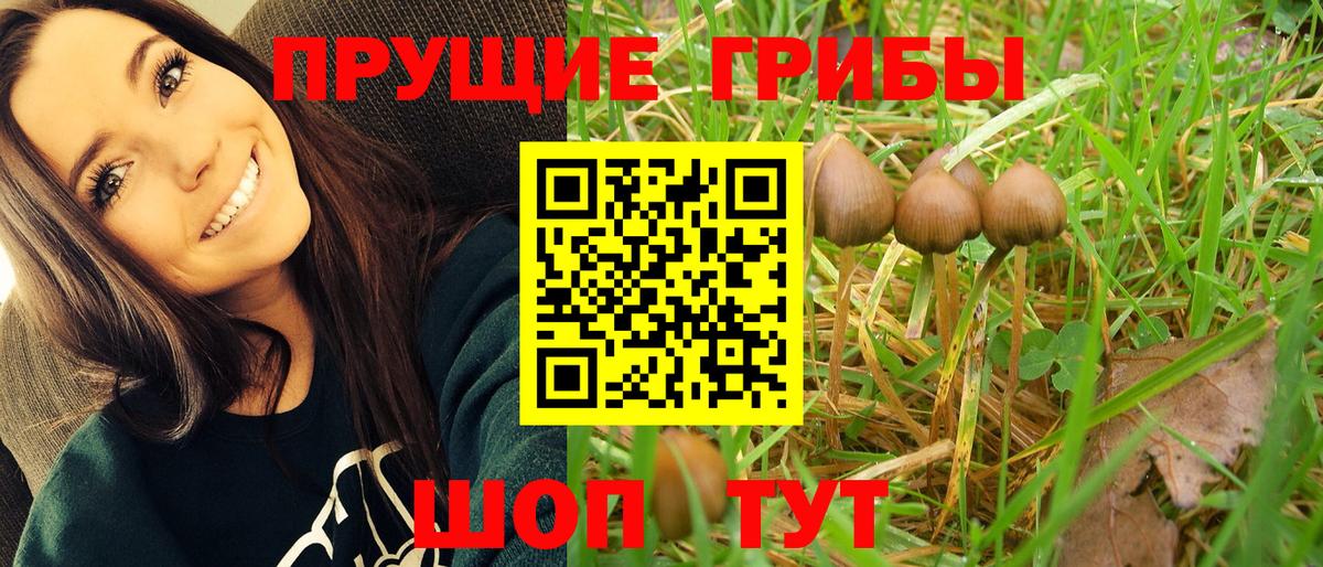 Галлюциногенные грибы GOLDEN TEACHER  купить наркотики цена  Вход с VPN  Богданович  Галлюциногенные грибы мухоморы 